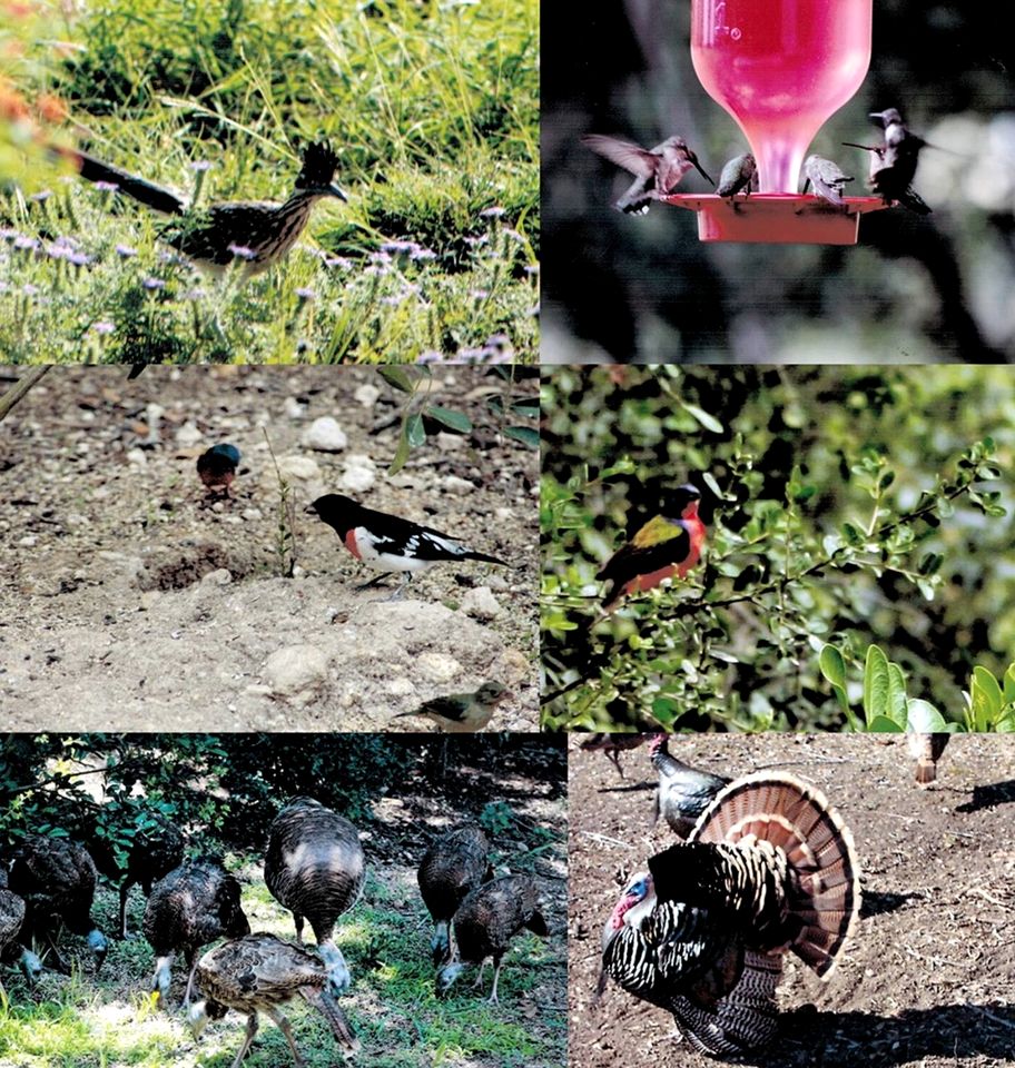 Charming Hill Country Escape with Scenic Views & Outdoor Spaces in Concan, Texas