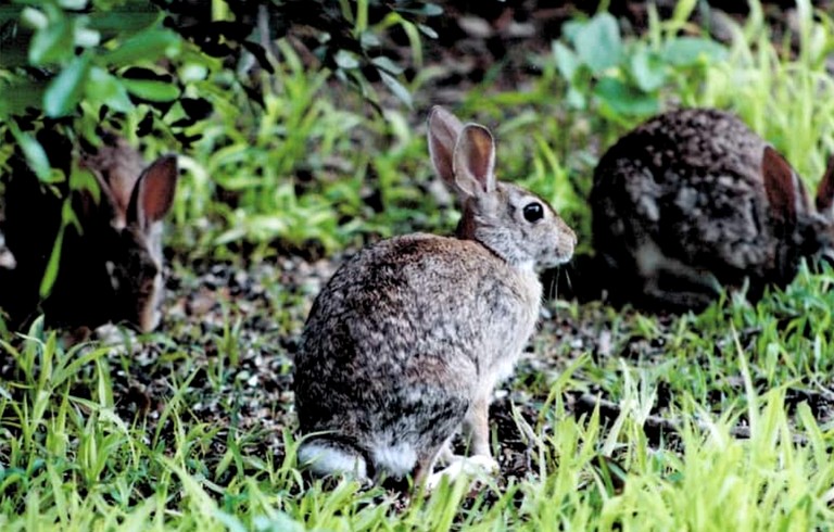 Cabins (United States of America, --, --)