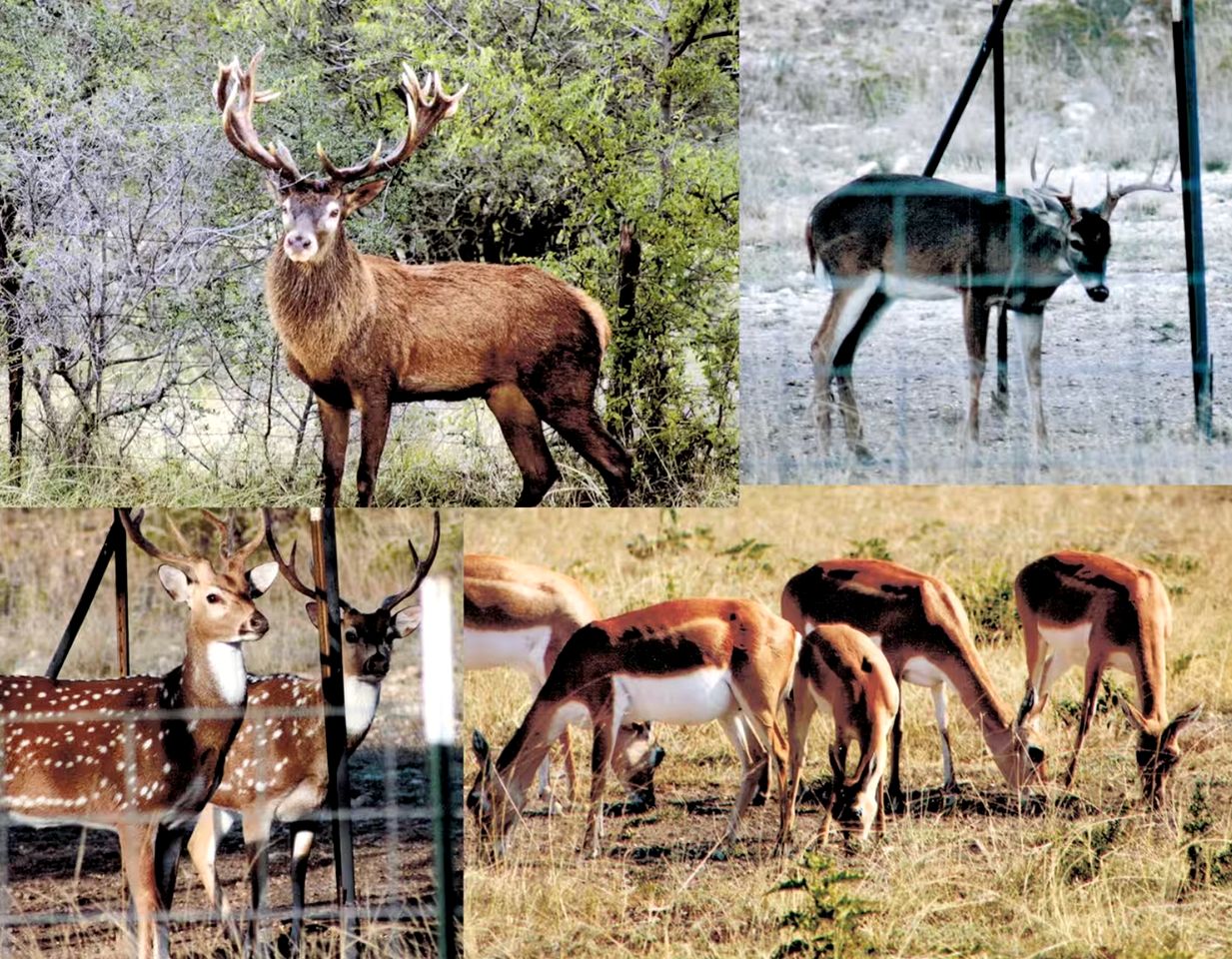 Charming Hill Country Escape with Scenic Views & Outdoor Spaces in Concan, Texas