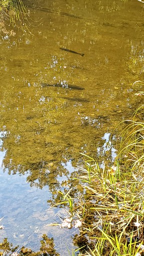 Cabins (United States of America, --, New York)