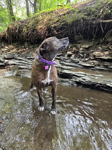 Cabins (United States of America, --, New York)
