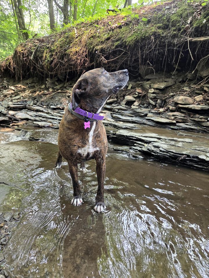 Peaceful Woodland Retreat with Private Pond & Total Privacy in Glen Aubrey, New York