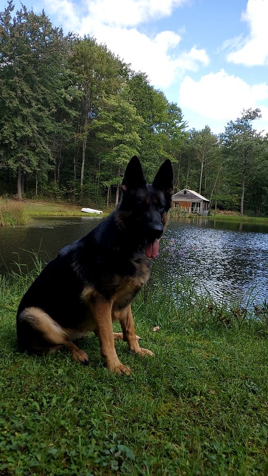 Peaceful Woodland Retreat with Private Pond & Total Privacy in Glen Aubrey, New York