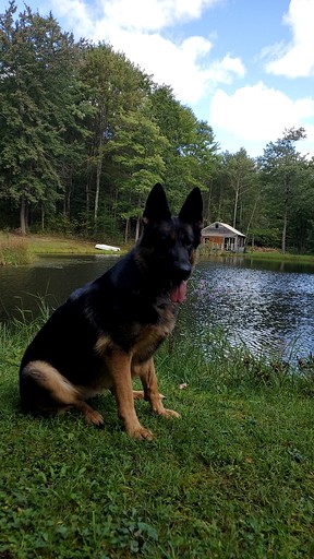 Cabins (United States of America, --, New York)