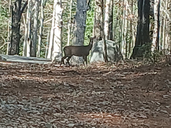 Caravans (United States of America, Blairsville, Georgia)