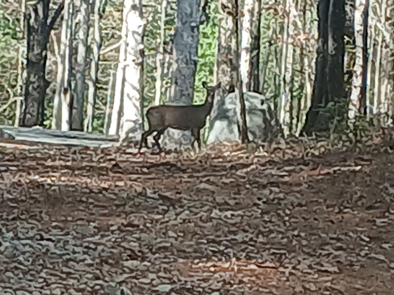Secluded Nature Escape with Hiking Access & Cozy Evenings in Blairsville, Georgia