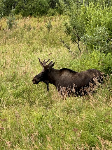 Cabins (United States of America, Seward, Alaska)