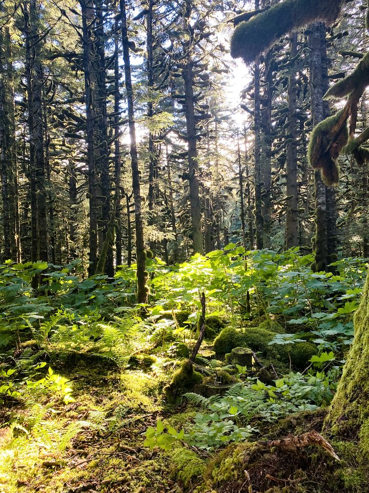 Cute Cabin Nestled in the Trees with Magical Forest Views for a Romantic Escape in Nature Whale Island, Alaska