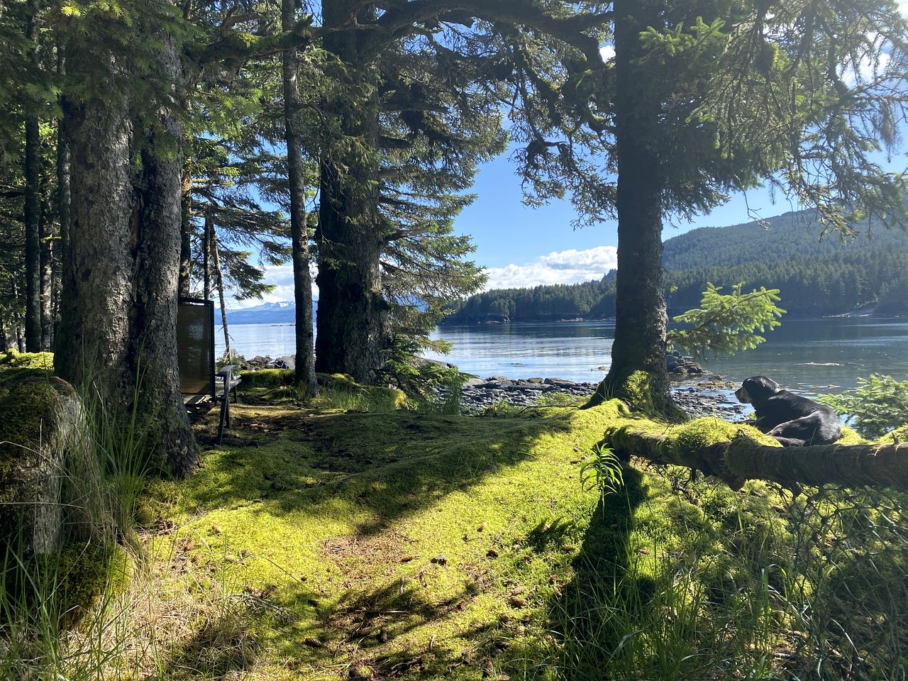 Cute Cabin Nestled in the Trees with Magical Forest Views for a Romantic Escape in Nature Whale Island, Alaska