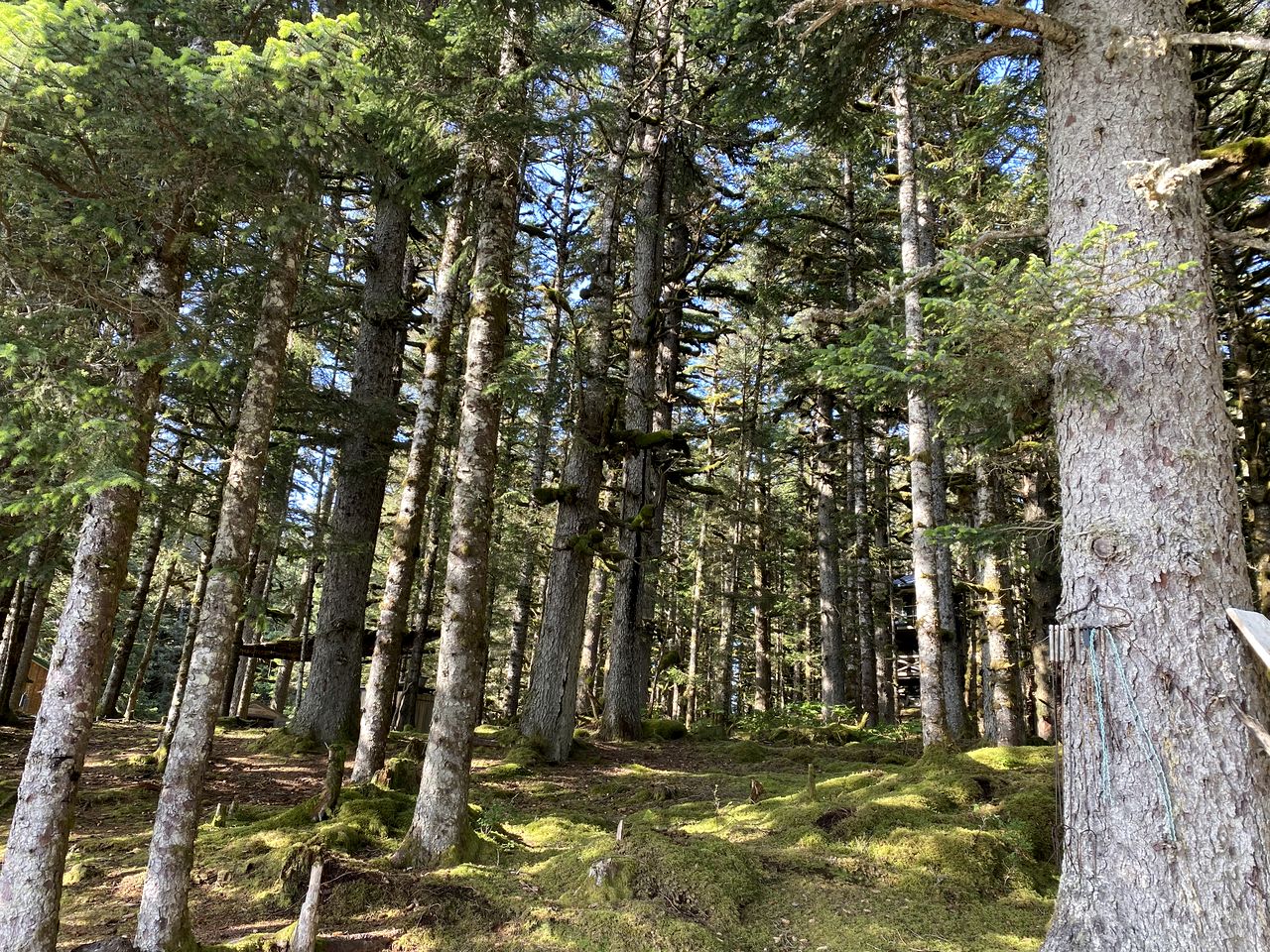Cute Cabin Nestled in the Trees with Magical Forest Views for a Romantic Escape in Nature Whale Island, Alaska