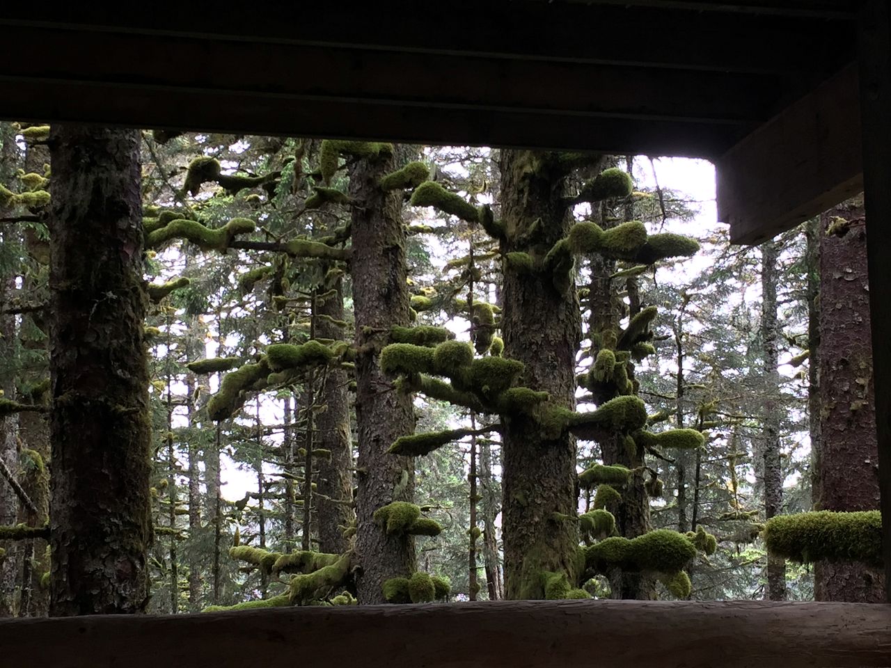Cute Cabin Nestled in the Trees with Magical Forest Views for a Romantic Escape in Nature Whale Island, Alaska