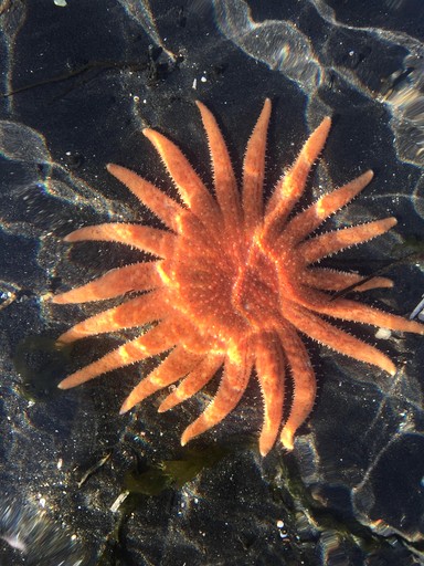 Tree Houses (United States of America, North Pole, Alaska)