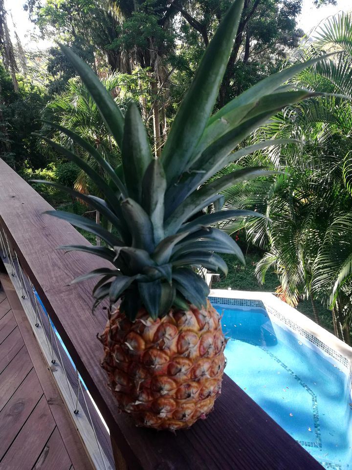 Unique and Tropical Elevated Cabin Rental on Island of Roatán in Honduras