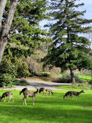Yurts (United States of America, Los Gatos, California)