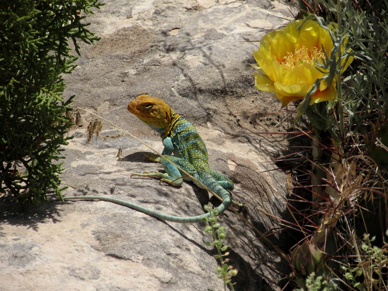 Stunning Studio Cottage for a Desert Vacation to Cortez, Colorado