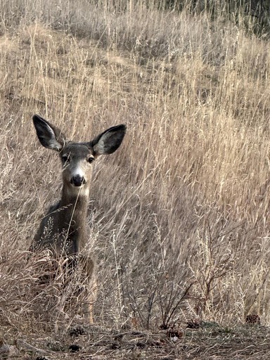 Cabins (United States of America, Evergreen, Colorado)