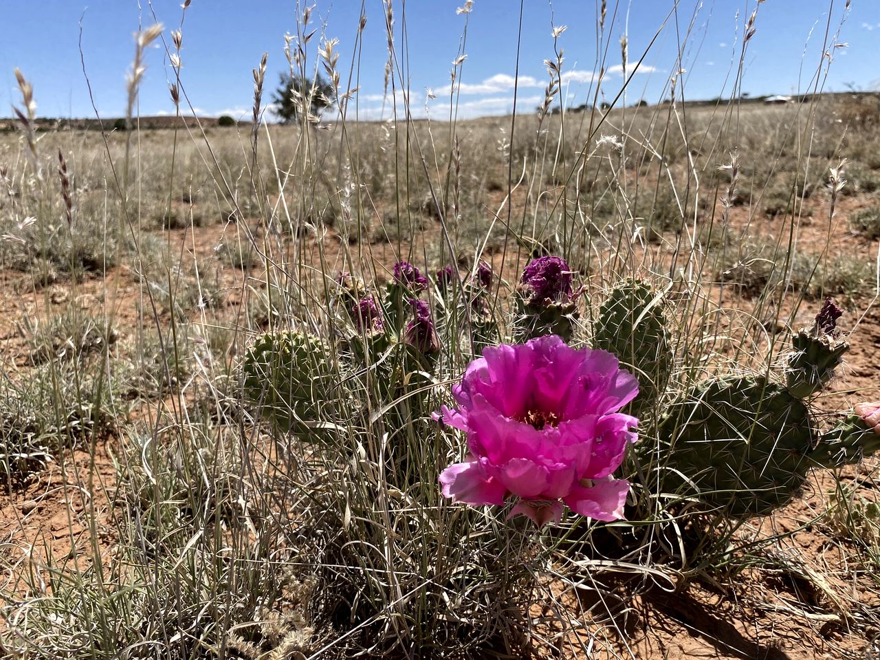 Traditional Navajo Hut Rental for a Secluded Vacation near Page, Arizona