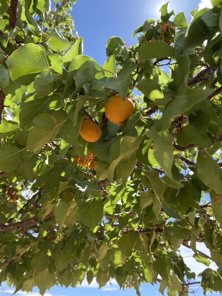 Traditional Navajo Hut Rental for a Secluded Vacation near Page, Arizona