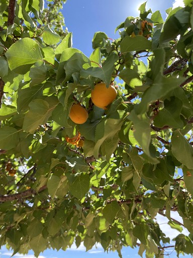Huts (United States of America, Page, Arizona)