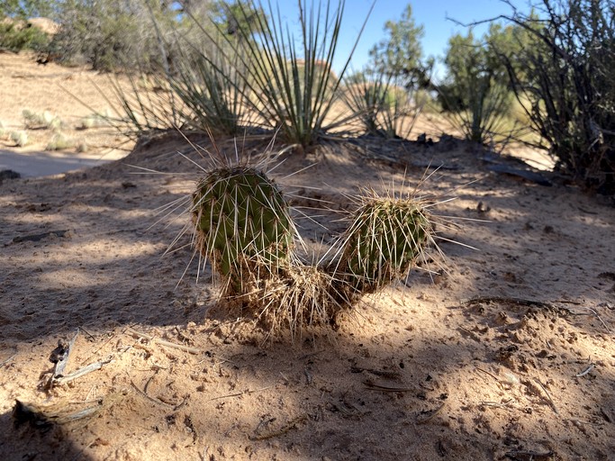 Huts (United States of America, Page, Arizona)
