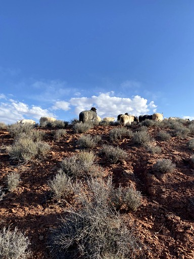 Huts (United States of America, Page, Arizona)