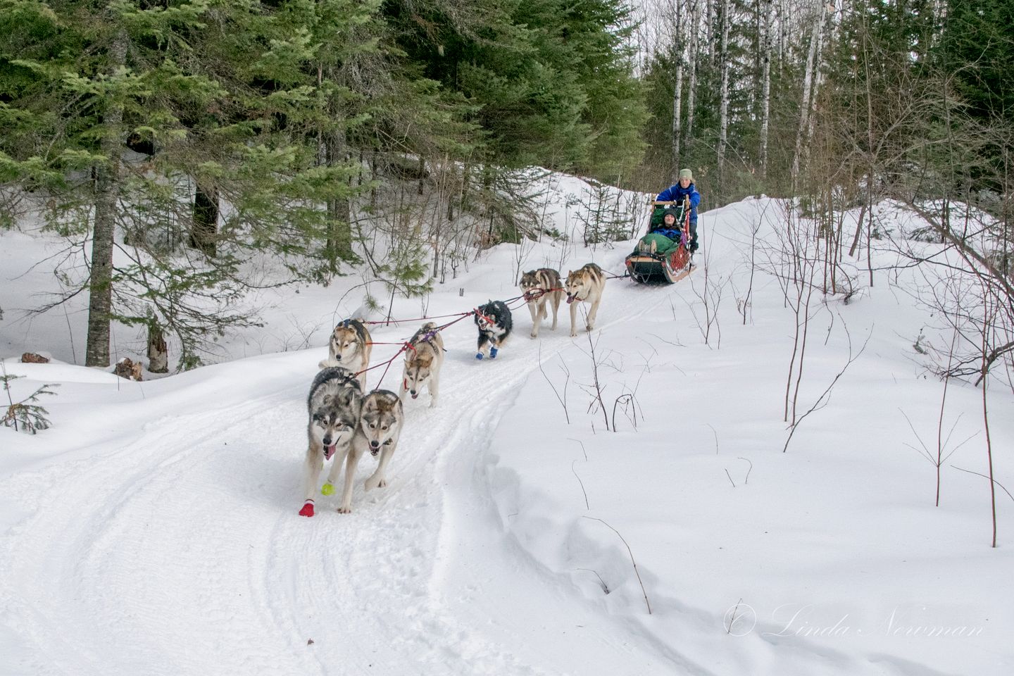 Incredible Guest Suite - Unique Off-Grid Lodging Experience with Sled Dogs in Minnesota