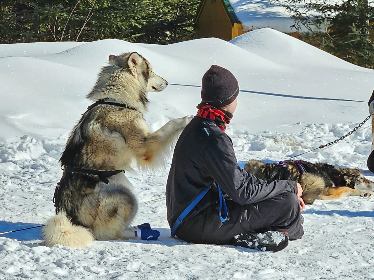 Incredible Guest Suite - Unique Off-Grid Lodging Experience with Sled Dogs in Minnesota