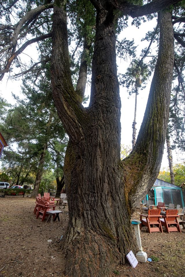 Dreamy Fairy Tale Hut Rental with Pool and Sauna Access at Retreat in Sonoma County