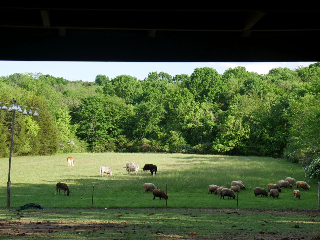 Cozy Cottage on a Working Farm near Fayetteville, Tennessee