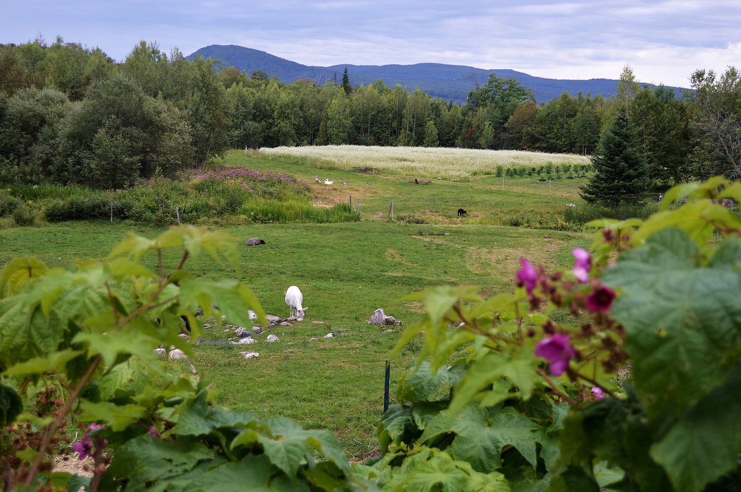 Elegant and Old-Fashioned Cottage Getaway with Mountain Views in Sheffield, Vermont