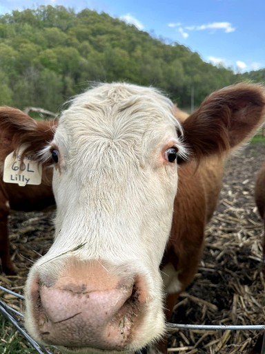 Barns (United States of America, Winona, Minnesota)