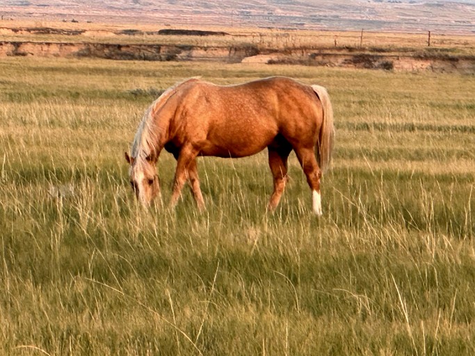 Cottages (United States of America, Crawford, Nebraska)