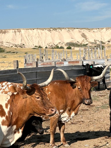 Cottages (United States of America, Crawford, Nebraska)