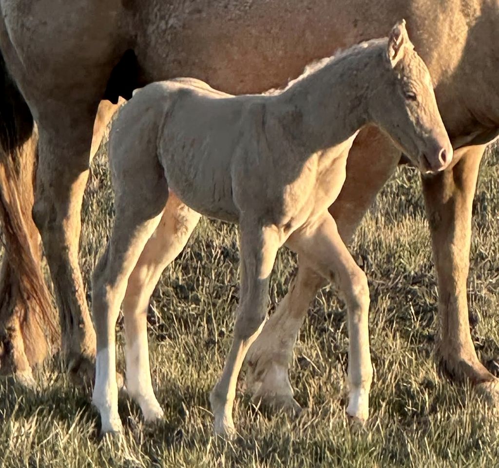 Cozy Cottage Rental for Six on a Working Ranch in Crawford, Nebraska