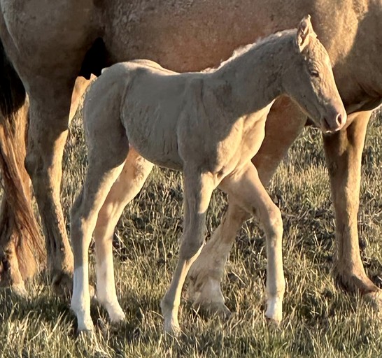 Cottages (United States of America, Crawford, Nebraska)