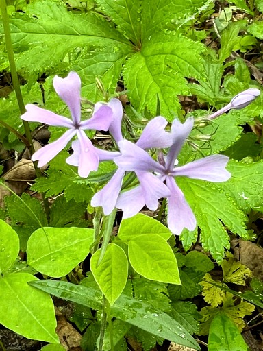 Tree Houses (United States of America, Germantown, Kentucky)