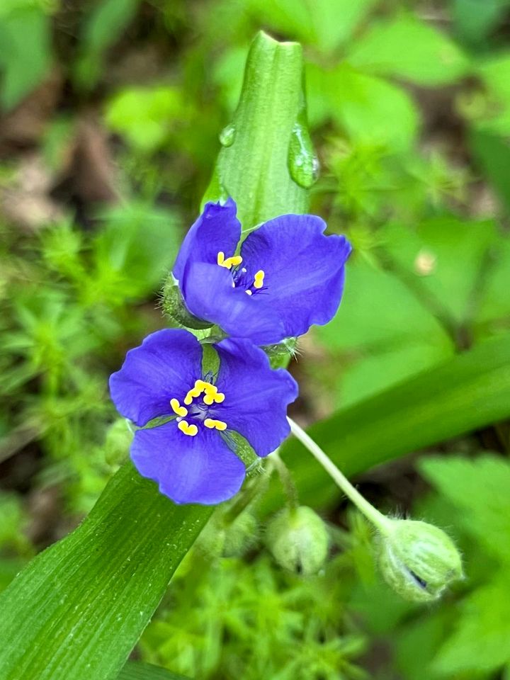 Stunning Tree House Tucked Away Among the Trees near Germantown, Kentucky