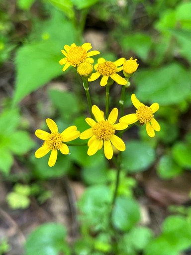 Tree Houses (United States of America, Germantown, Kentucky)