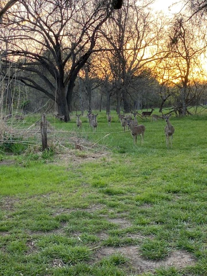 Lovely Creekside Vacation Rental for a Country Honeymoon in Fredericksburg, Texas