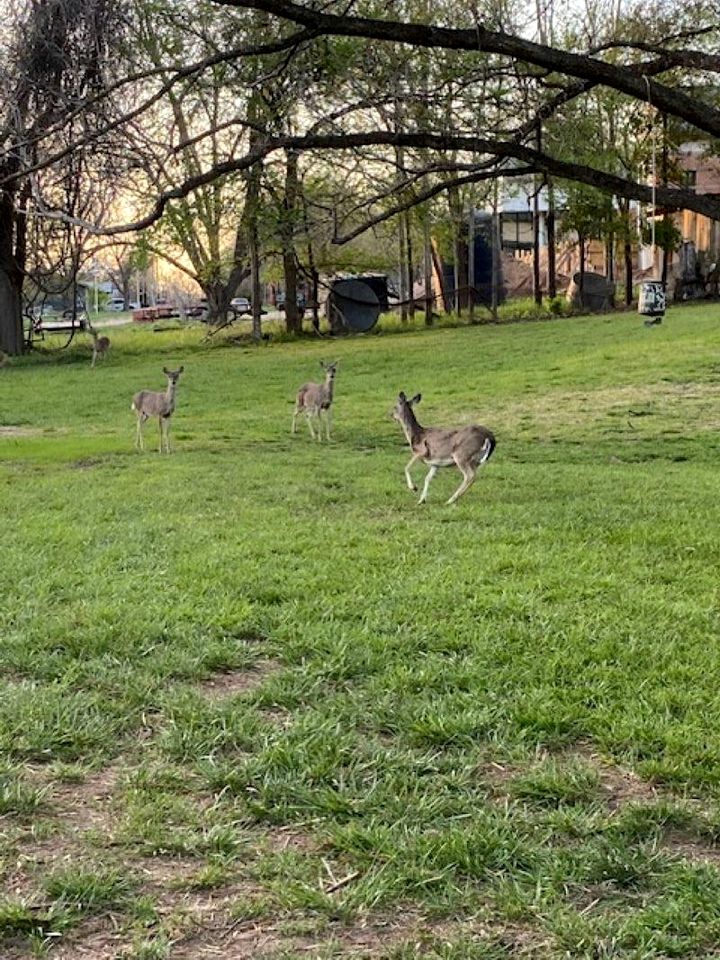 Lovely Creekside Vacation Rental for a Country Honeymoon in Fredericksburg, Texas