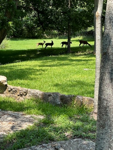Cottages (United States of America, Fredericksburg, Texas)