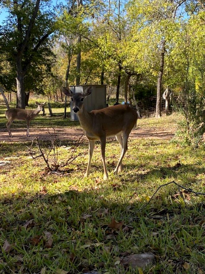 Lovely Creekside Vacation Rental for a Country Honeymoon in Fredericksburg, Texas