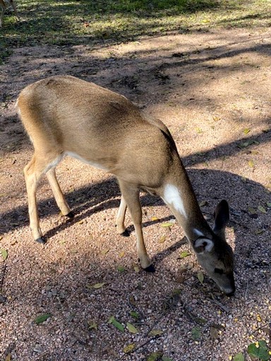Cottages (United States of America, Fredericksburg, Texas)