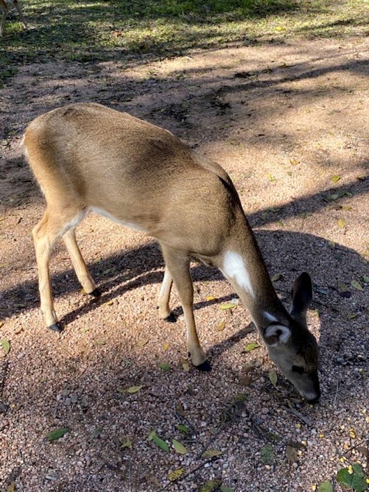 Lovely Creekside Vacation Rental for a Country Honeymoon in Fredericksburg, Texas