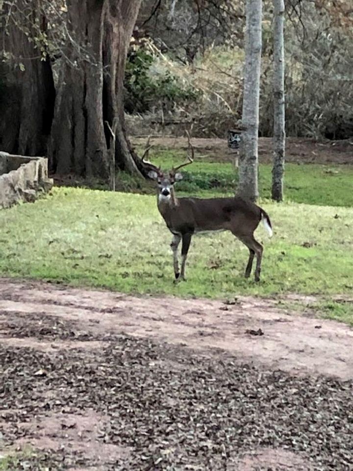 Lovely Creekside Vacation Rental for a Country Honeymoon in Fredericksburg, Texas