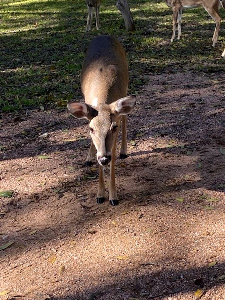Lovely Creekside Vacation Rental for a Country Honeymoon in Fredericksburg, Texas