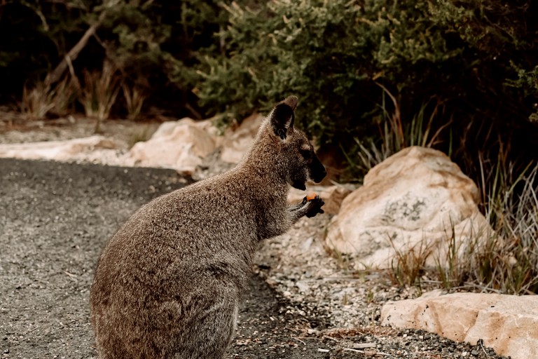 Designer Rentals (Australia, Friendly Beaches, Tasmania)