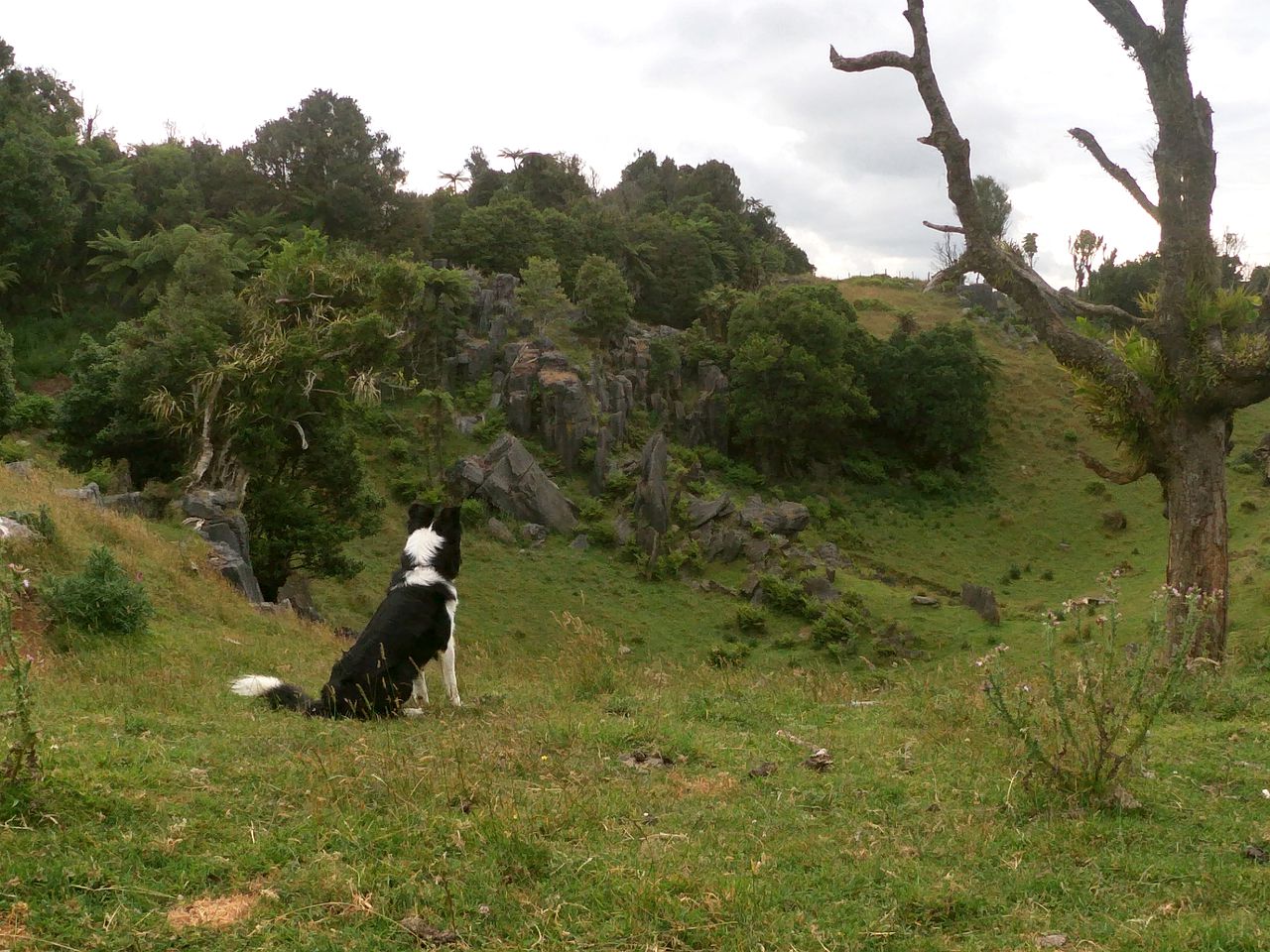 Eco Friendly Cottage for Rent near Waitomo Caves Village, North Island, New Zealand