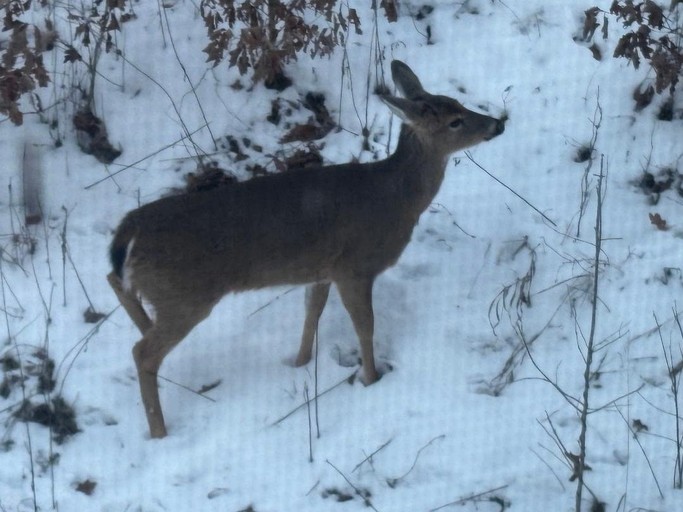 Cabins (United States of America, Dellroy, Ohio)
