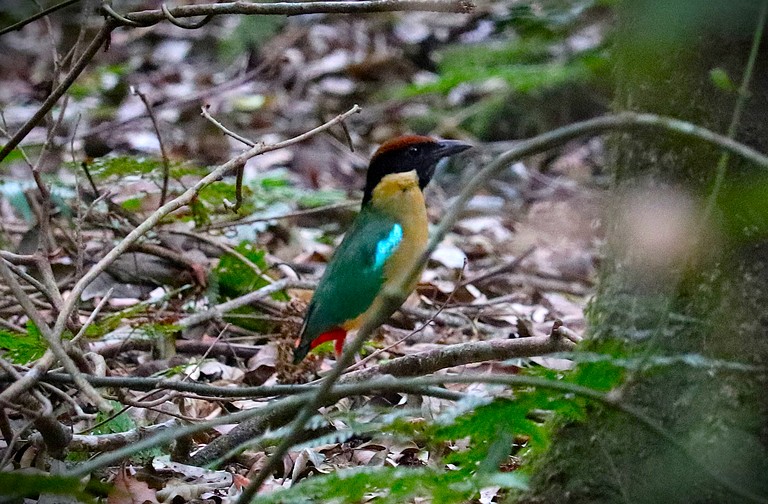 Cabins (Australia, Bellthorpe, Queensland)